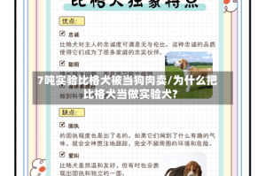 7吨实验比格犬被当狗肉卖/为什么把比格犬当做实验犬?