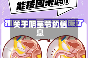 关于阴茎节的信息