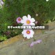 关于xrk向日葵下载app的信息