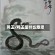 鸡王/鸡王是什么意思