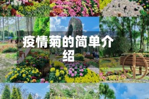 疫情菊的简单介绍