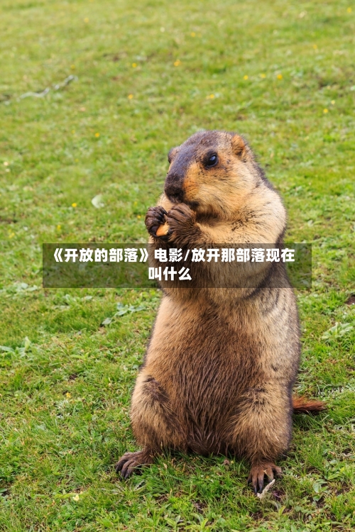 《开放的部落》电影/放开那部落现在叫什么-第3张图片