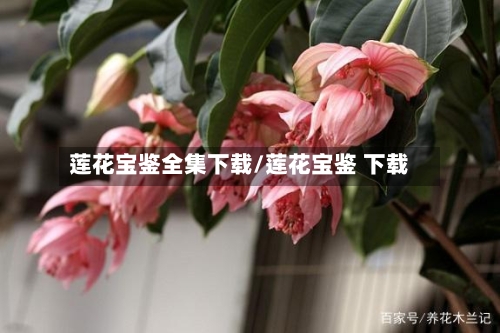 莲花宝鉴全集下载/莲花宝鉴 下载-第1张图片