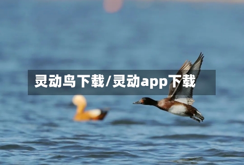 灵动鸟下载/灵动app下载-第2张图片