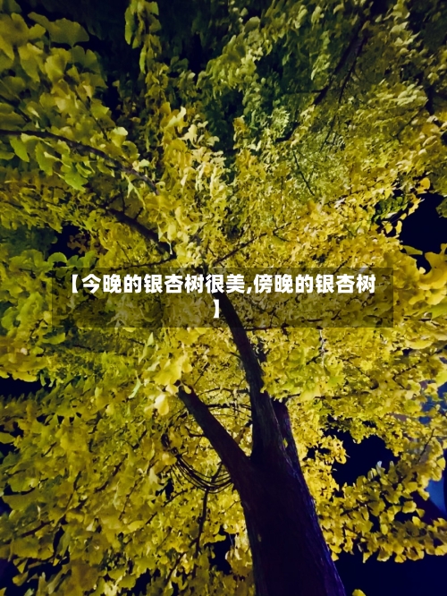 【今晚的银杏树很美,傍晚的银杏树】-第1张图片