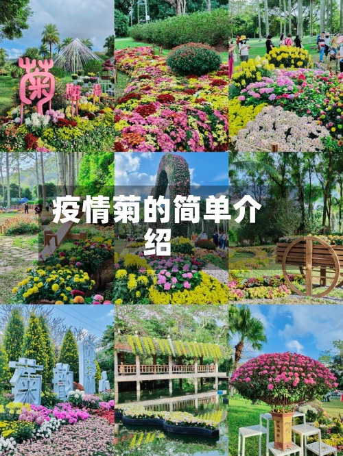 疫情菊的简单介绍-第1张图片