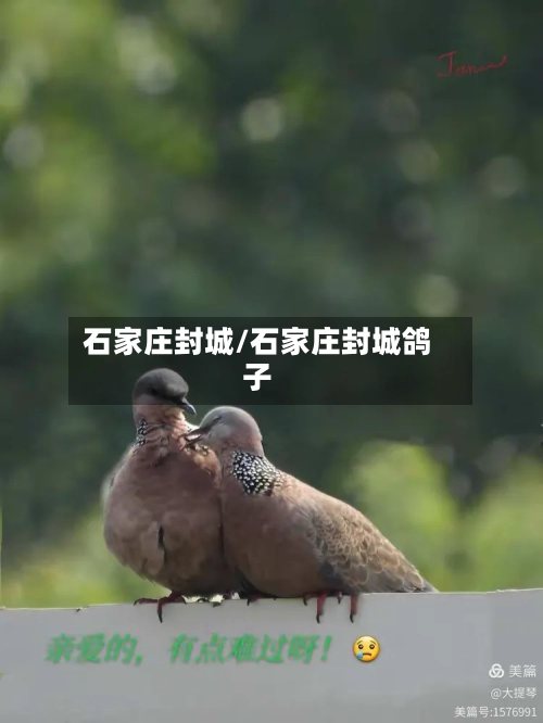 石家庄封城/石家庄封城鸽子-第3张图片