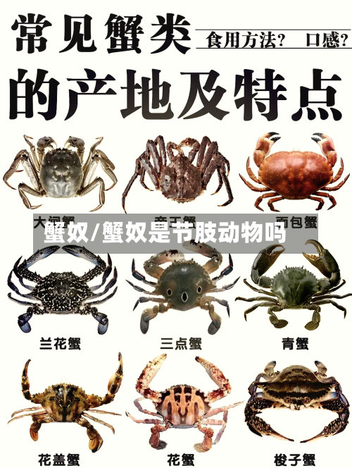 蟹奴/蟹奴是节肢动物吗-第1张图片
