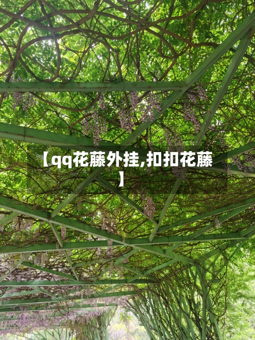 【qq花藤外挂,扣扣花藤】-第1张图片