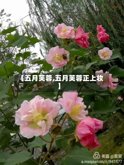 【五月芙蓉,五月芙蓉正上妆】-第1张图片