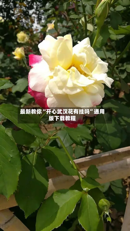 最新教你“开心武汉花有挂吗”通用版下载教程-第1张图片