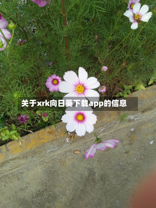 关于xrk向日葵下载app的信息-第1张图片