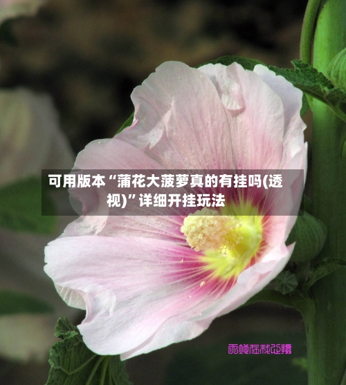 可用版本“蒲花大菠萝真的有挂吗(透视)”详细开挂玩法-第1张图片
