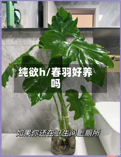 纯欲h/春羽好养吗-第1张图片