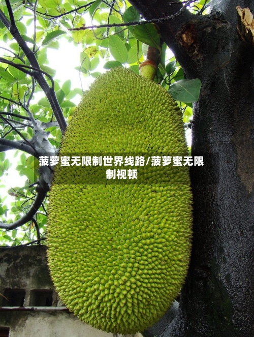 菠萝蜜无限制世界线路/菠萝蜜无限制视顿-第1张图片